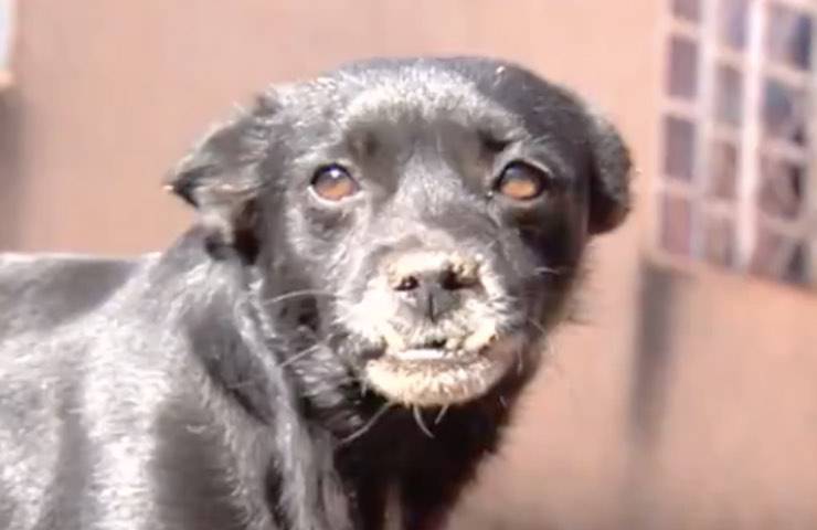 Fuscão cane ambulanza proprietario
