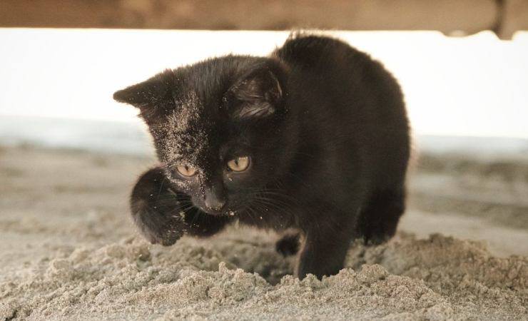 gattino adottato