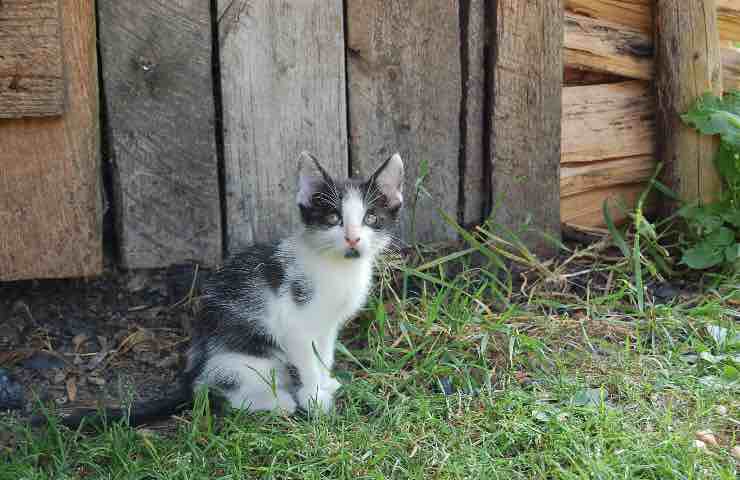 capannone gatto cucciolo