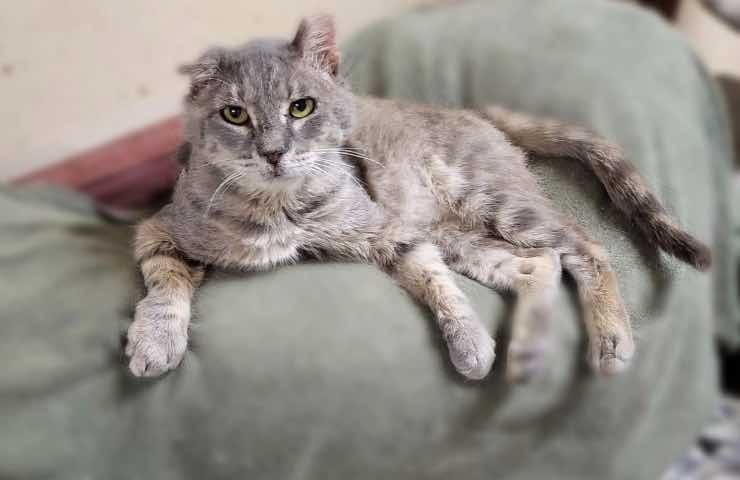 Gatto Heff