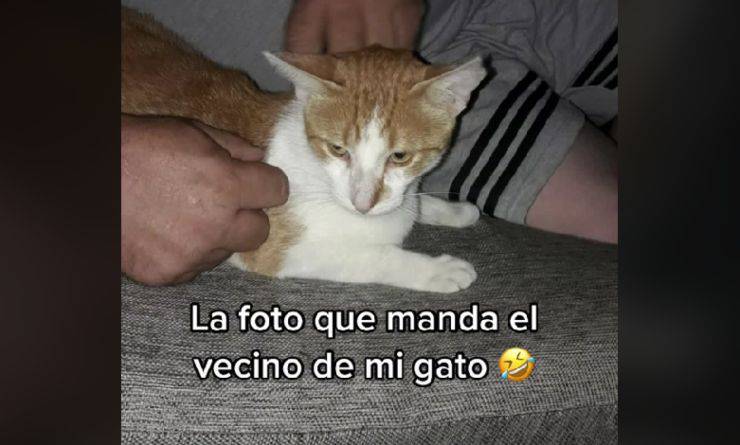 gatto dal vicino video