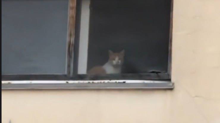 gatto scomparso video