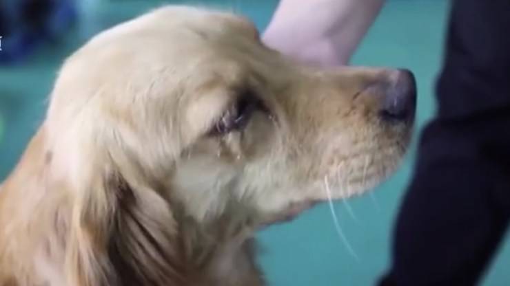 cane salvato da macello