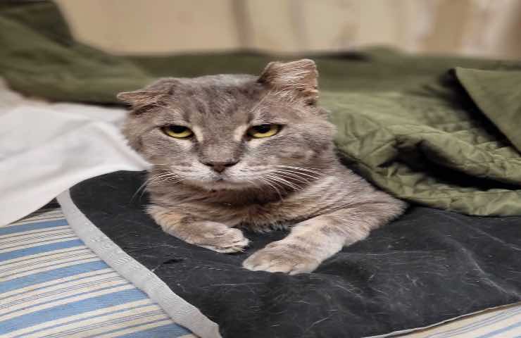 gatto anziano vita nuova