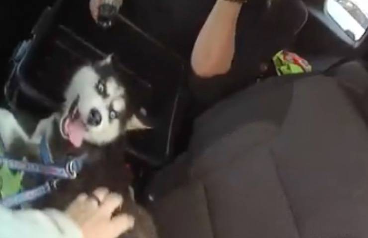 cucciolo husky imbavagliato auto