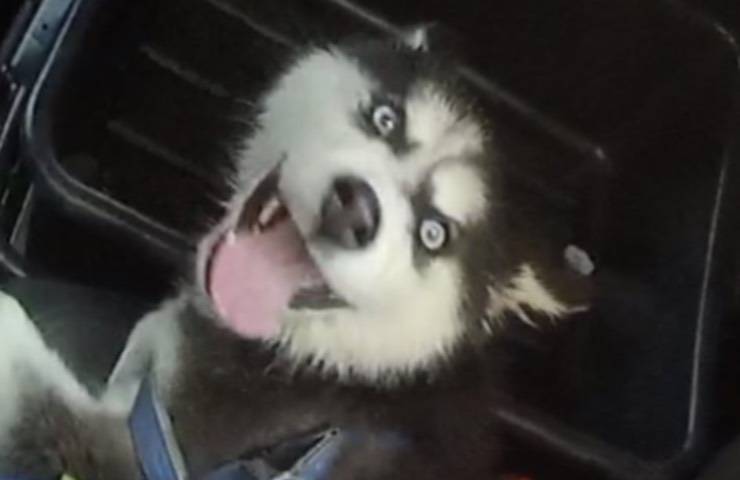 cucciolo husky imbavagliato auto