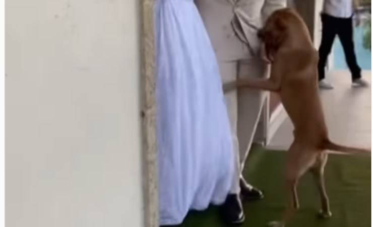 cane adottato dopo matromonio