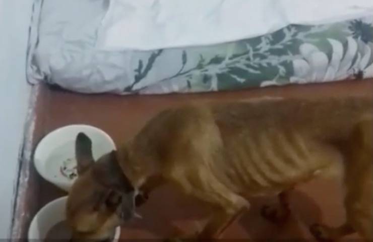 Jessie cagnolina pelle ossa 