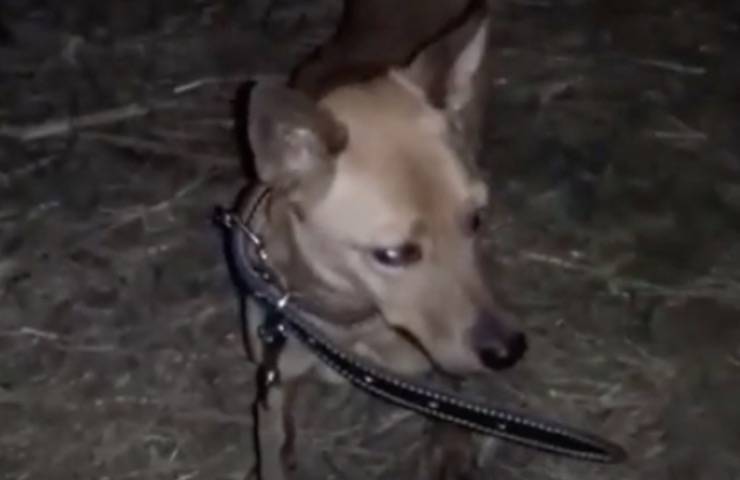 Jessie cagnolina pelle ossa 