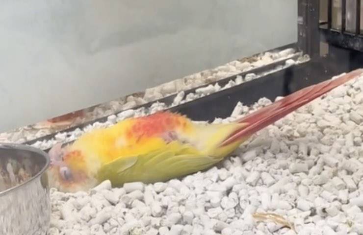 morte uccello drammatico