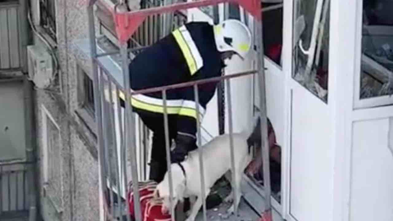 Labrador macerie guerra