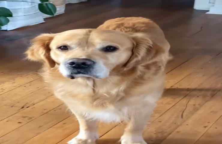 Cane Mila mamma gioco