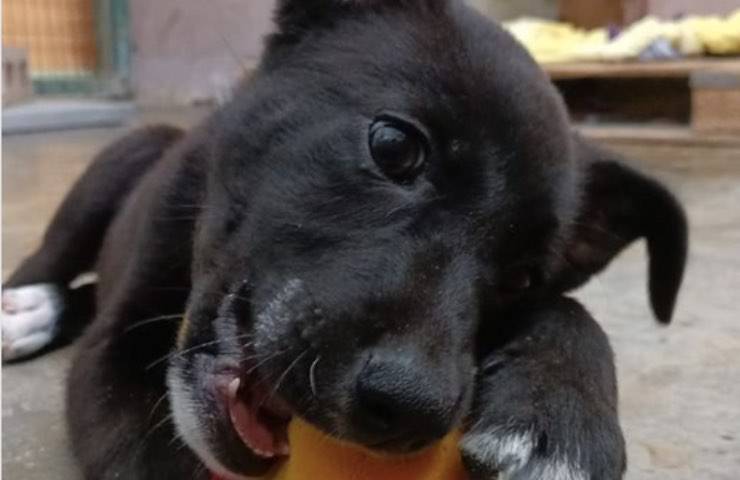 milo cane auto corsa