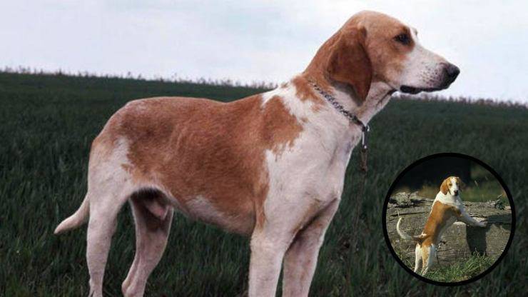 Malattie più comuni del Francese bianco e arancio