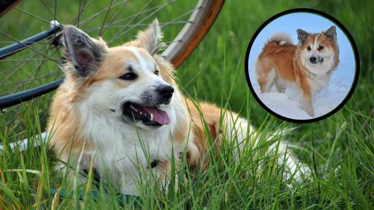 Alimentazione dell'Iceland Dog