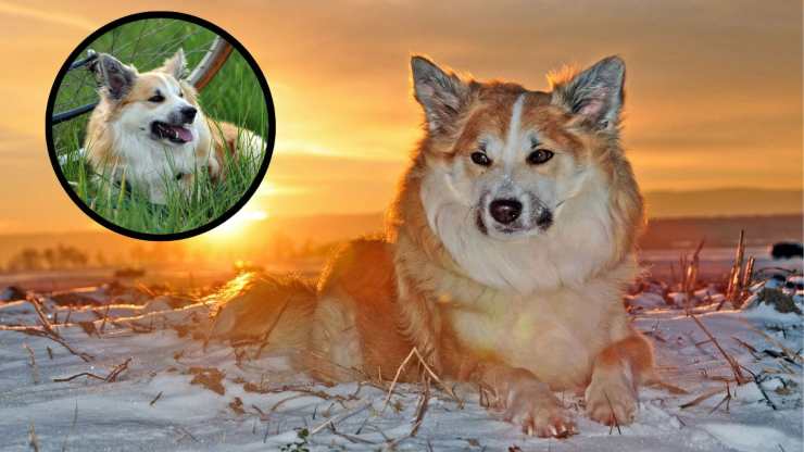 Perché avere in casa un Iceland Dog (oppure no) Adottare un Iceland Dog