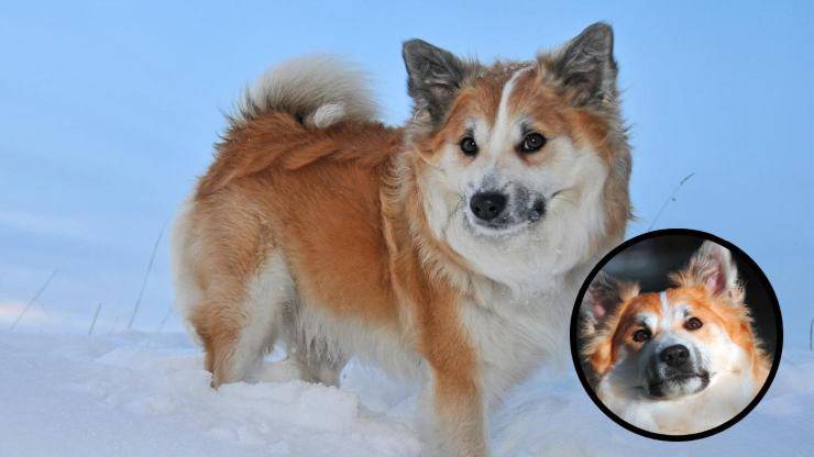 Razze compatibili con l'Iceland Dog