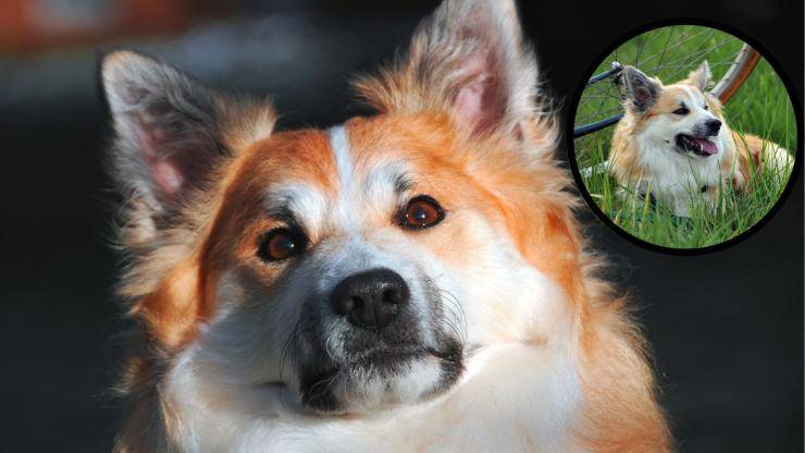 Come curare il manto dell'Iceland dog Cura del pelo dell'Iceland dog