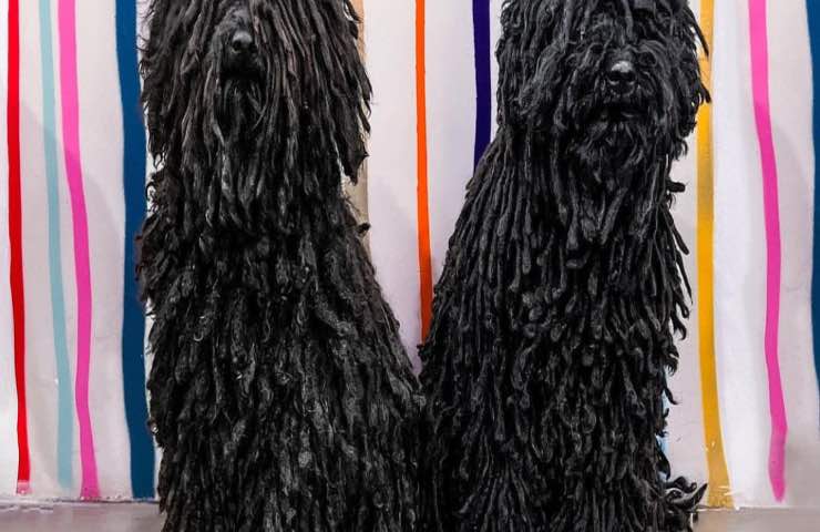 Puli cane buffo