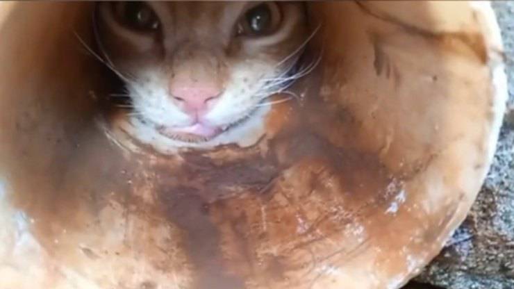 gatto incastrato nel muro video
