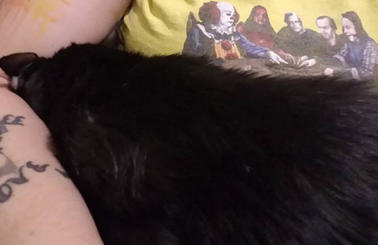 t'challa gatto abbandonato casa 