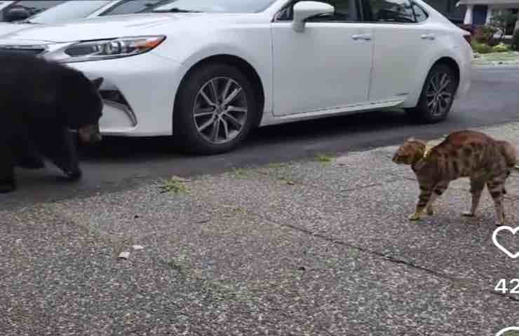 Tigger gatto orso
