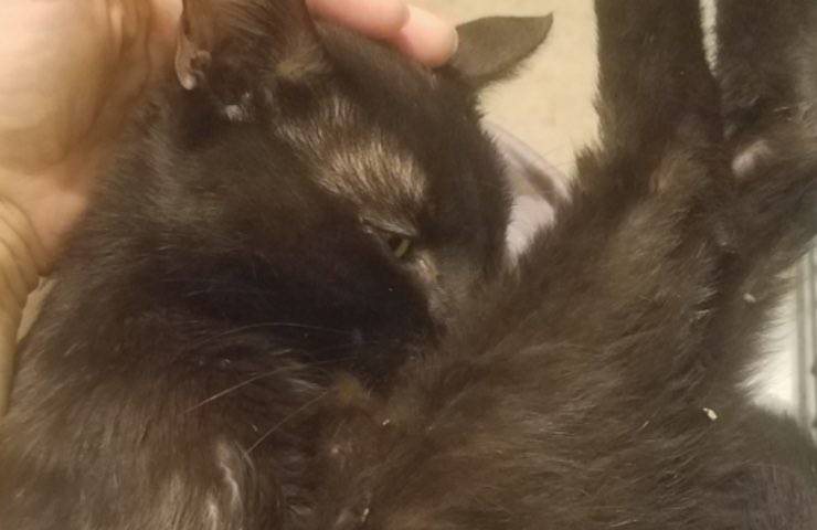 t'challa gatto abbandonato casa 