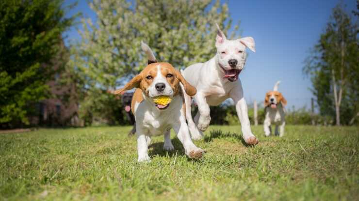 Cani giocano volentieri guardiamo