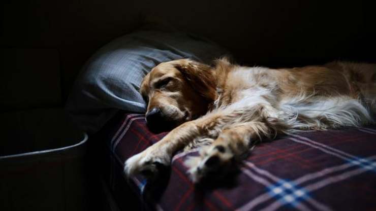 ai cani piace dormire al buio
