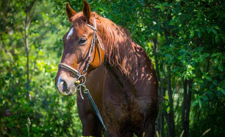 cavallo 