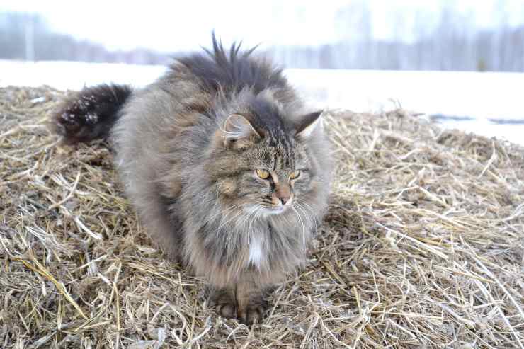 Il gatto nella natura selvaggia