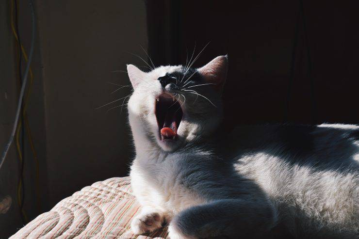 Felino ha un problema