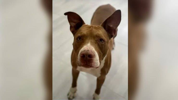 cane dolore stomaco sedili sala attesa