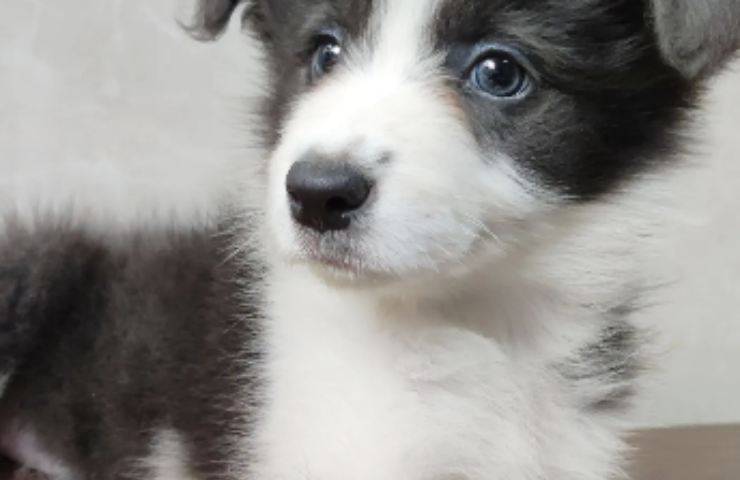 cane sal salva uomo