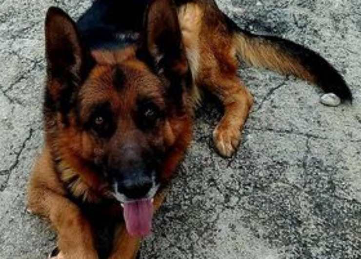 cane bisognoso di affetto (Foto associazione)