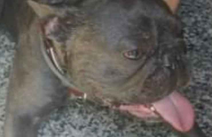 incendio cane