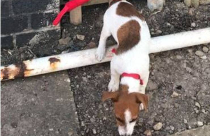 cucciolo cane daisy abbandonato