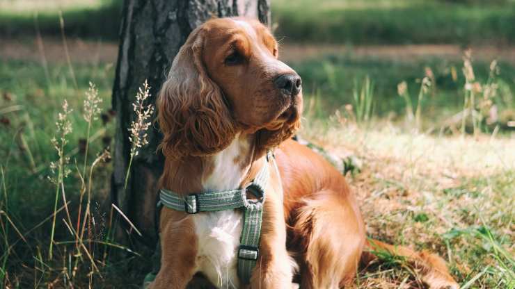 cane albero