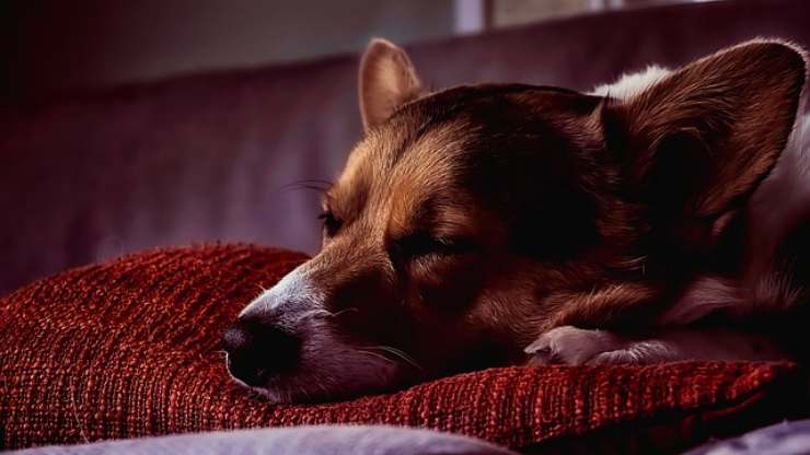 cane dorme