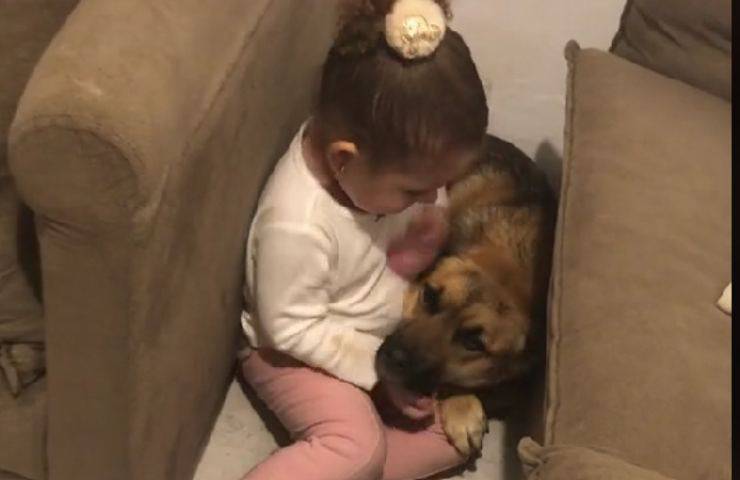cane toddy bambina preoccupata