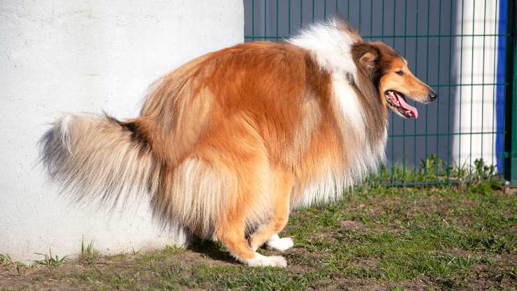 cane fa la cacca sul muro
