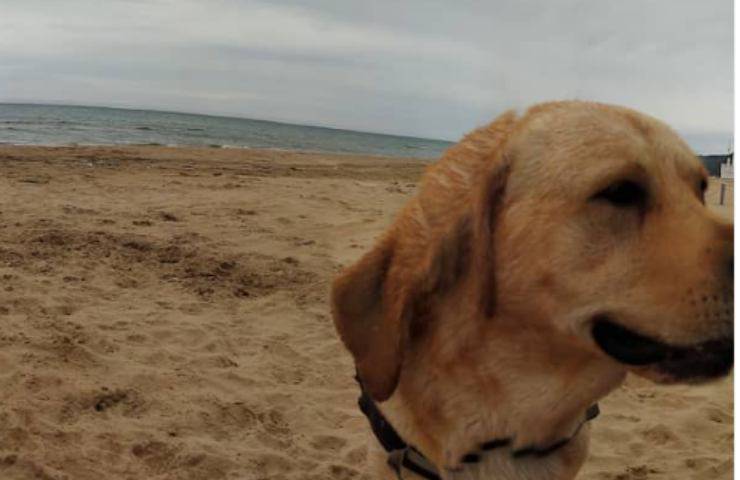 cane pipì strada regole