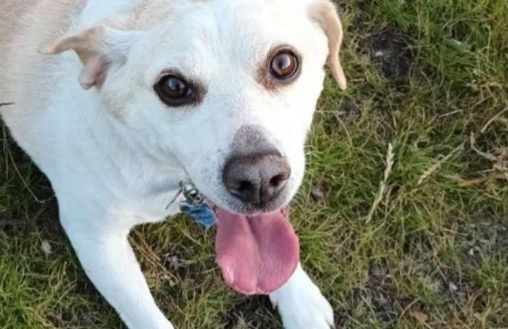 cane leo cerca casa