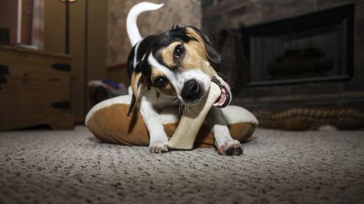 cane mastica osso