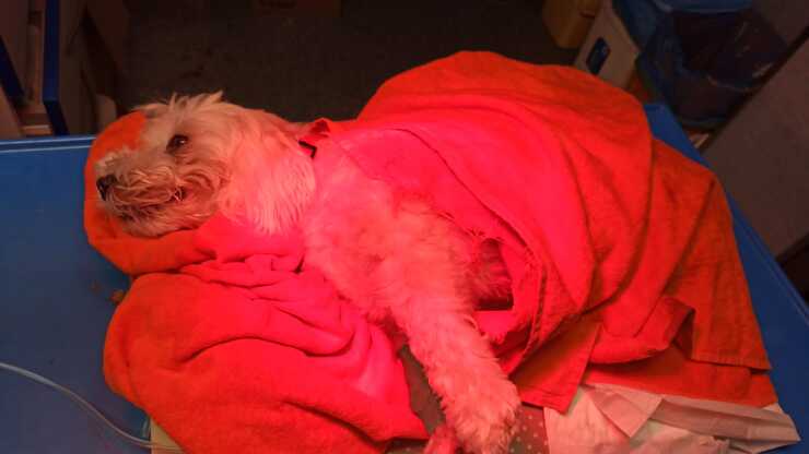 Esce da casa con la sua umana lo investono e fuggono lasciandolo in fin di vita e paralizzato (Foto Facebook)