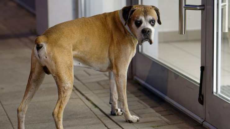 cane porta finestra