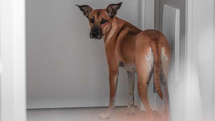 cane porta