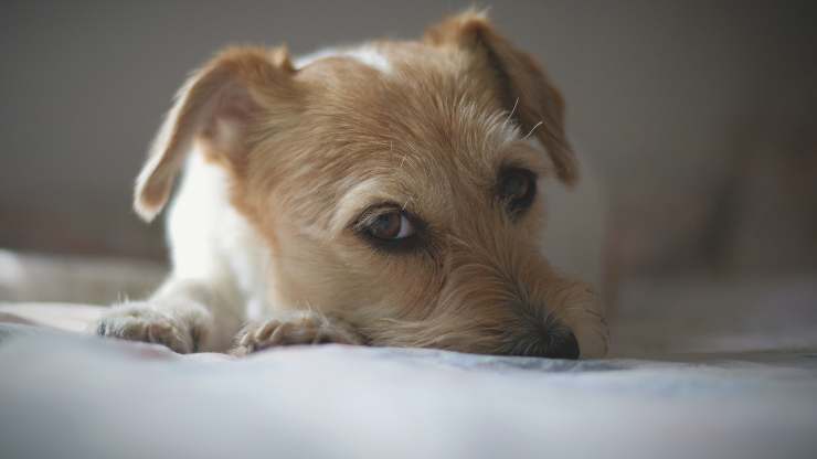 cane si comporta in questo modo