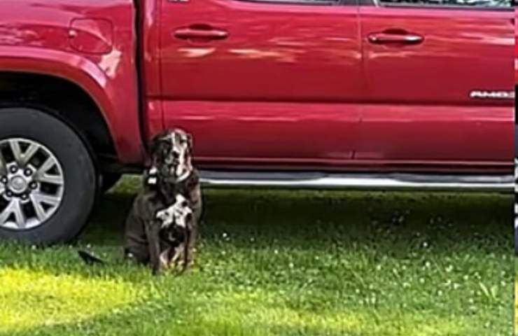 cane duke nuovo padrone