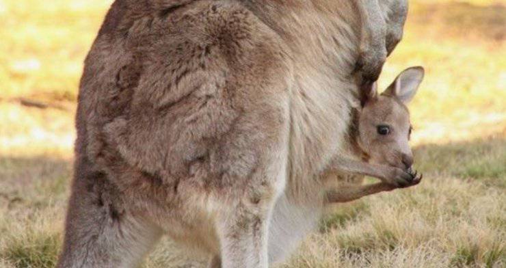 Tasca del canguro